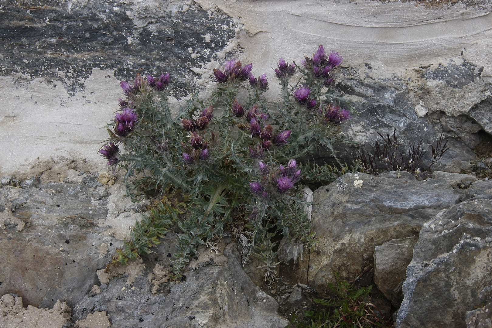 Flora in 2850 m Höhe