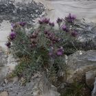 Flora in 2850 m Höhe