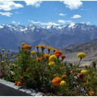 Flora in 3500 m