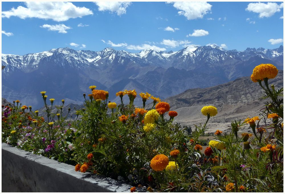 Flora in 3500 m