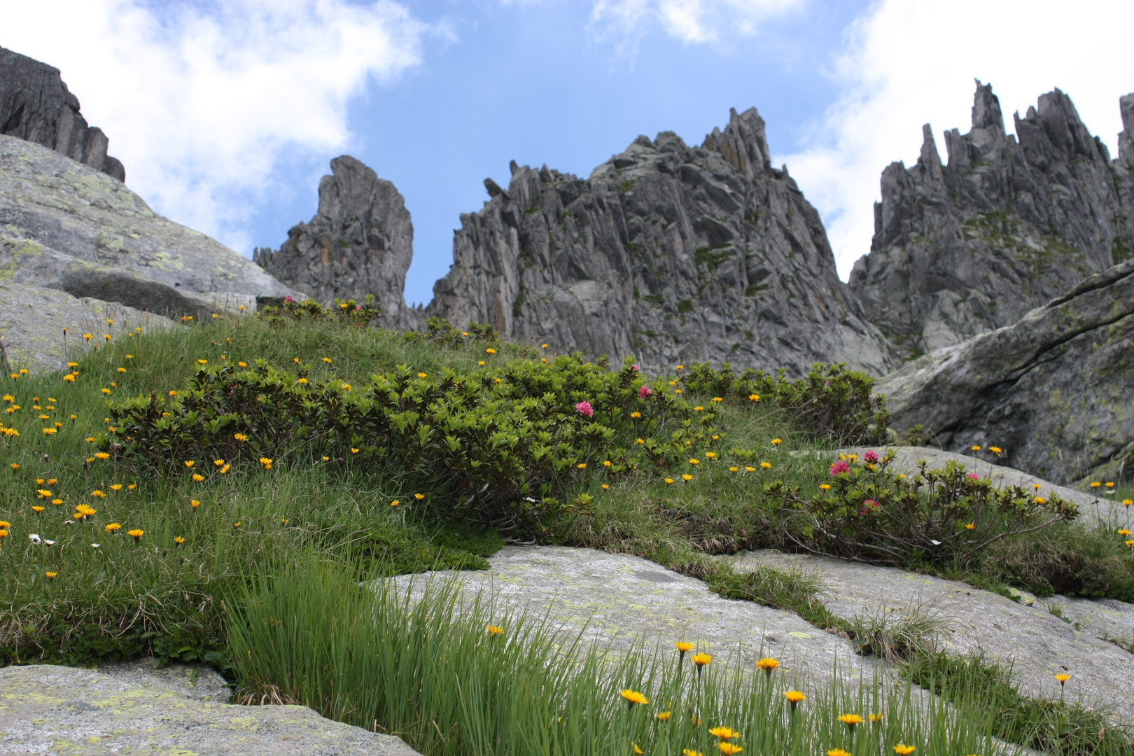 Flora in Adamello