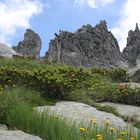 Flora in Adamello