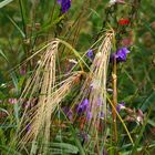 Flora in Cadolzburg