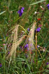 Flora in Cadolzburg