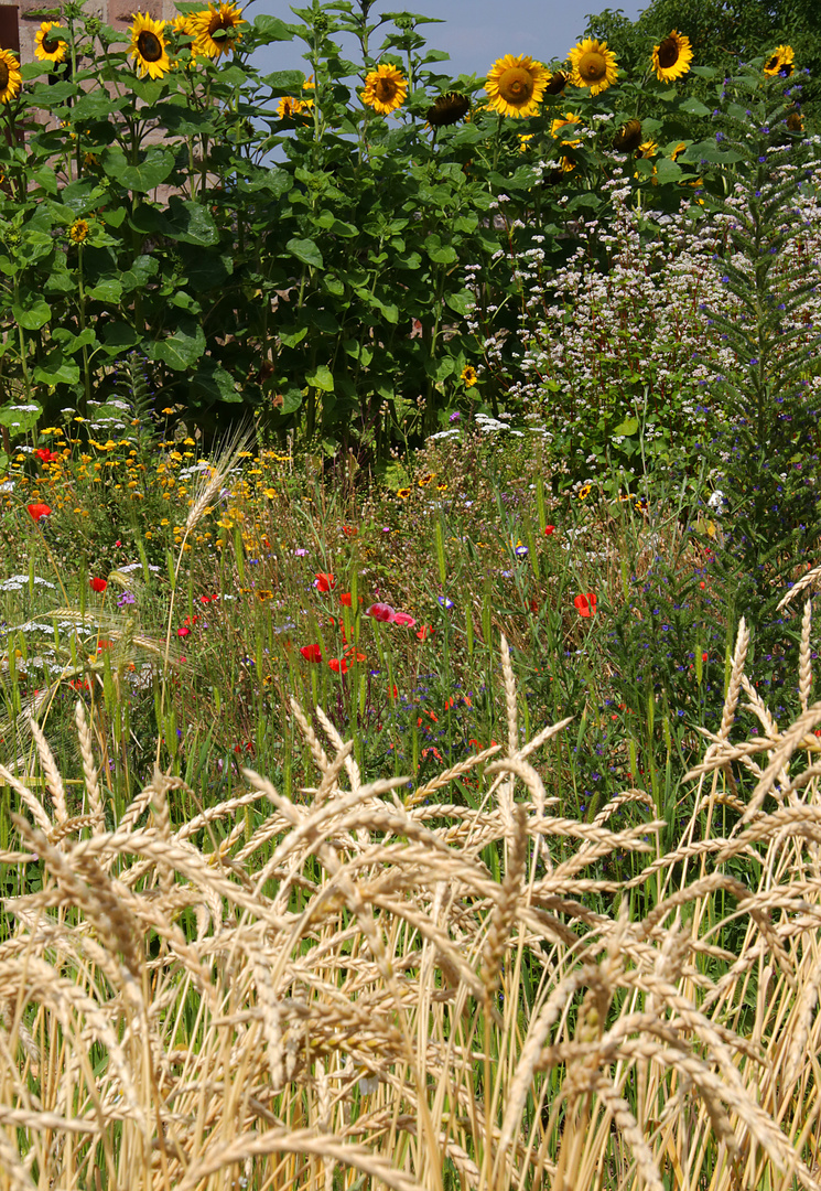 Flora in Cadolzburg