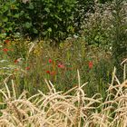 Flora in Cadolzburg