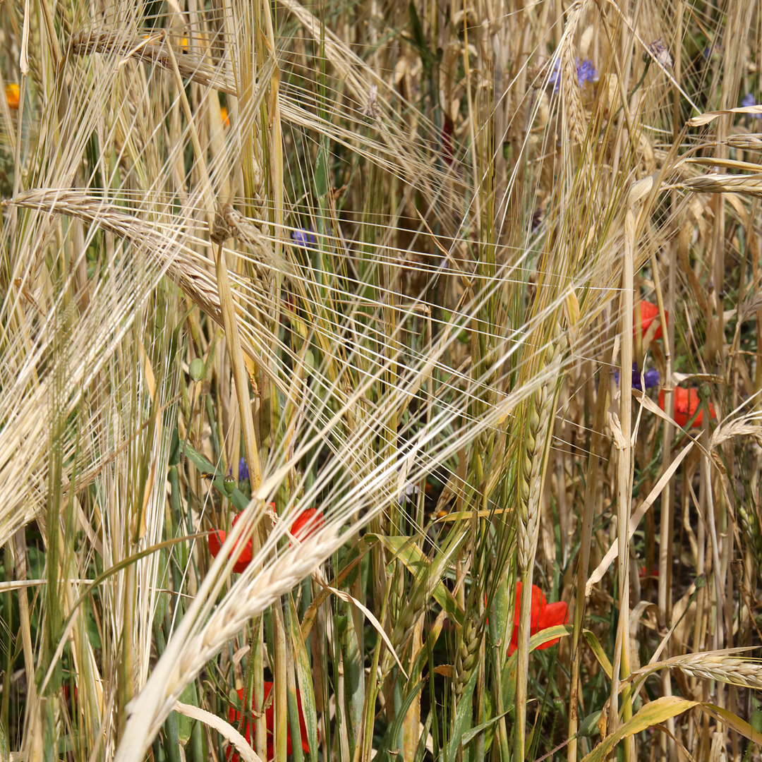 Flora in Cadolzburg