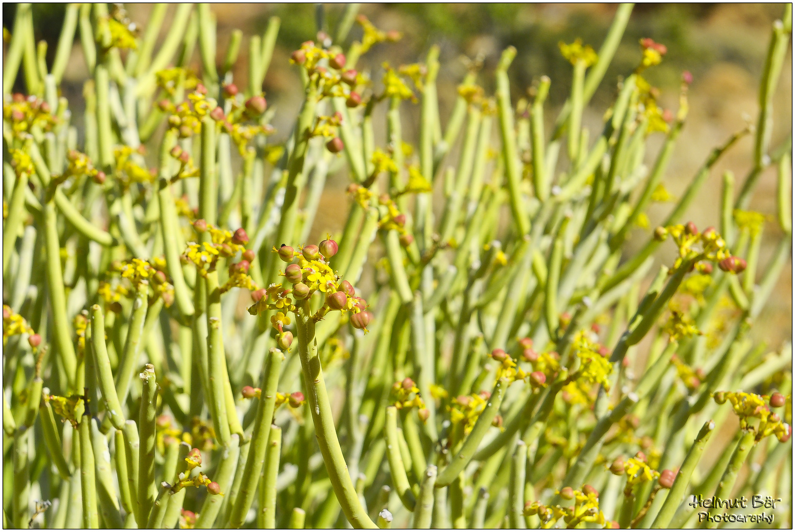 Flora in den Tirasbergen