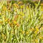 Flora in den Tirasbergen