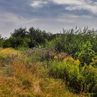 Flora in der Ried