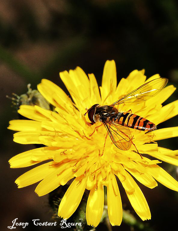 Flora-insecto