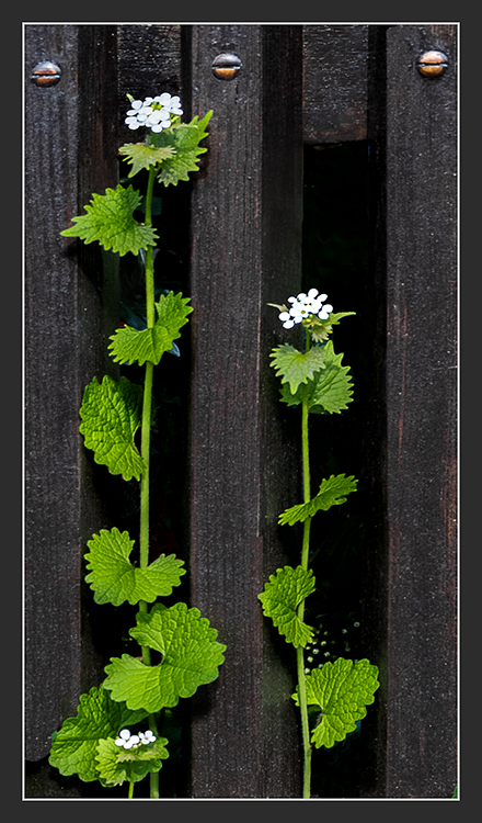 Flora kann auch parallel,...