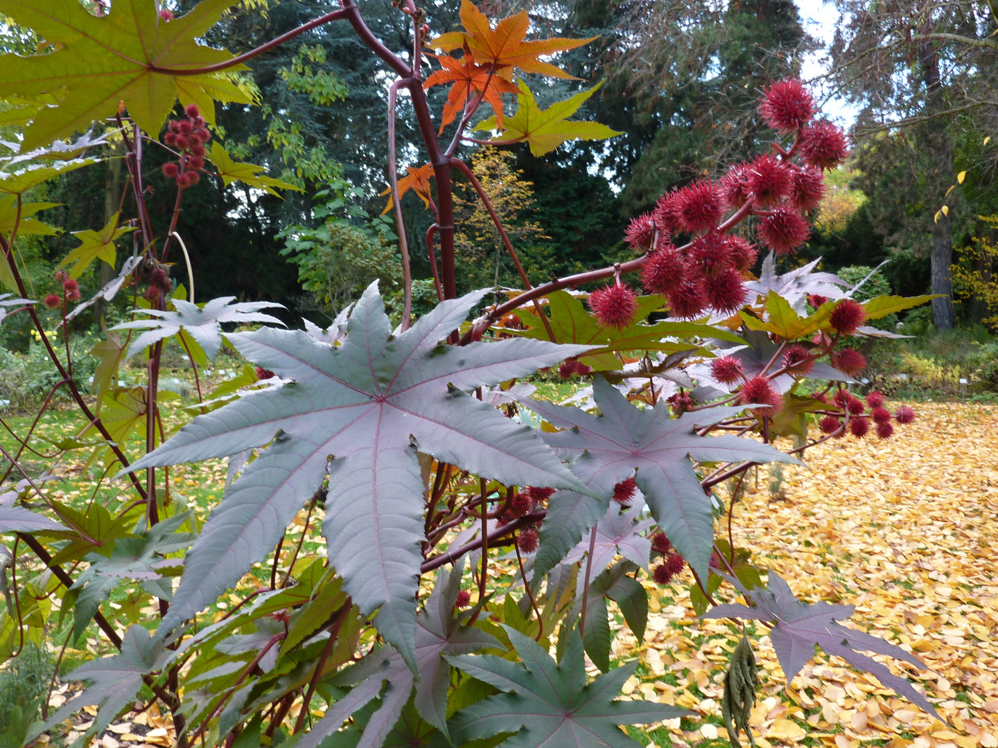 Flora Köln - 22-10-2013