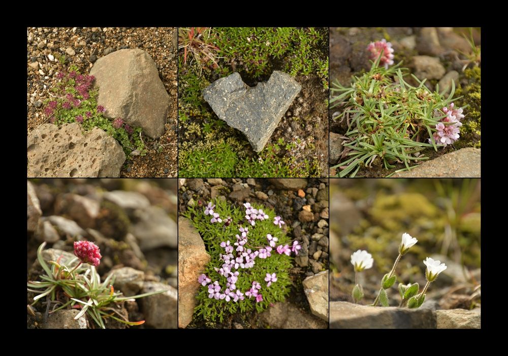 Flora Landmannalaugar