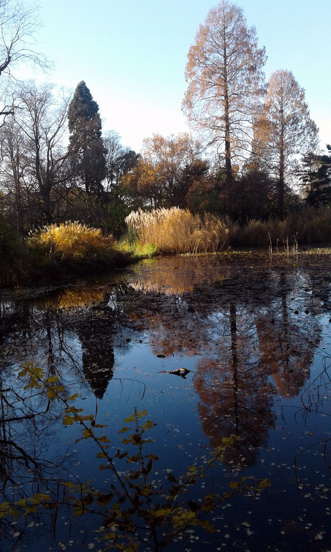 Flora - Nachlese zum Herbst 1