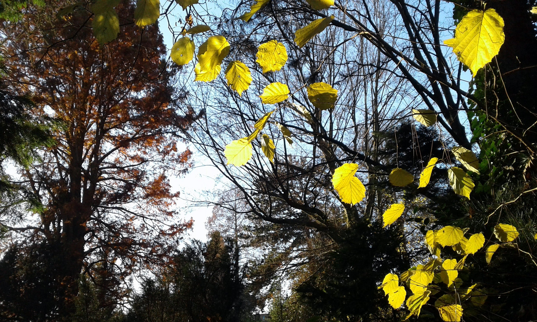 Flora - Nachlese zum Herbst 6