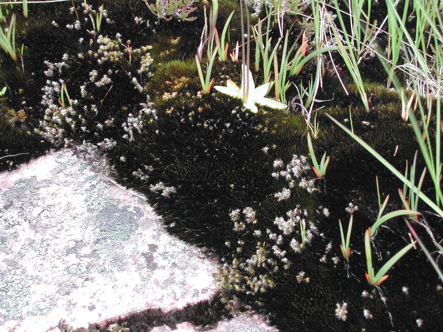 flora of moor/moss/marsh in Scotland