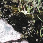 flora of moor/moss/marsh in Scotland