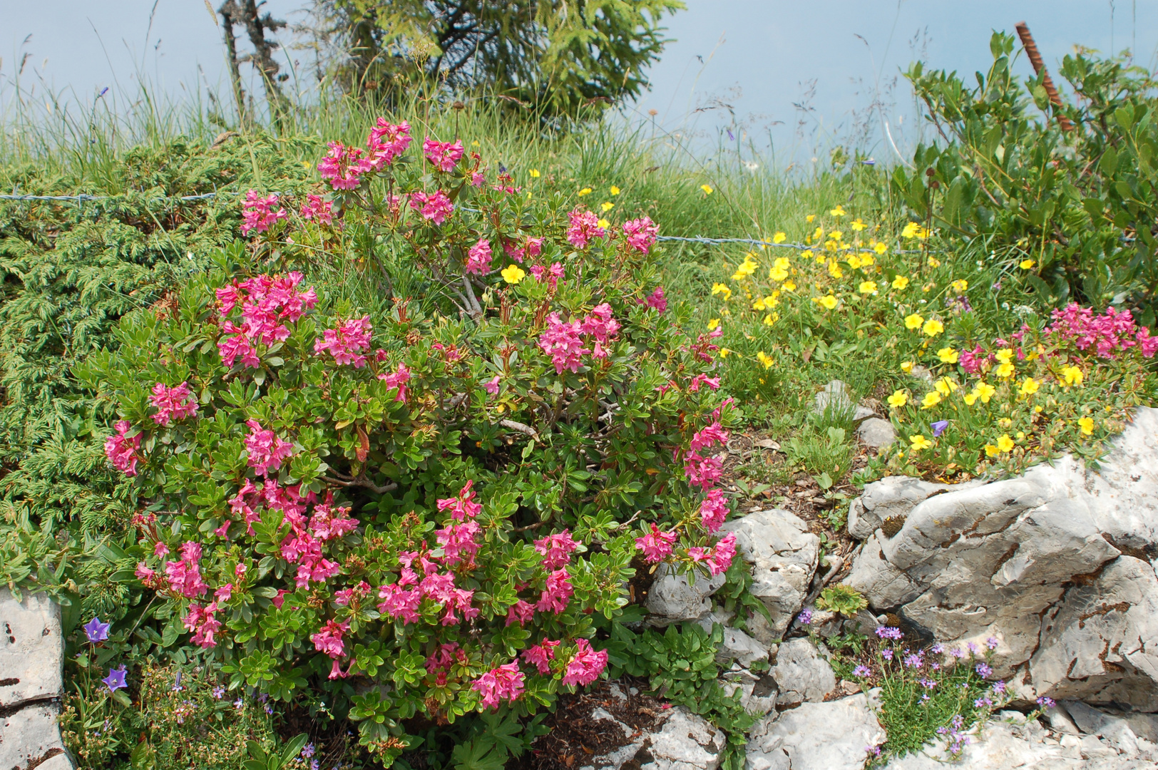 Flora Schynige Platte