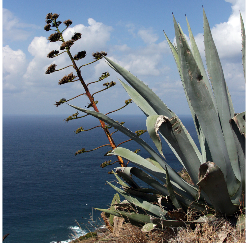 flora telegraphica