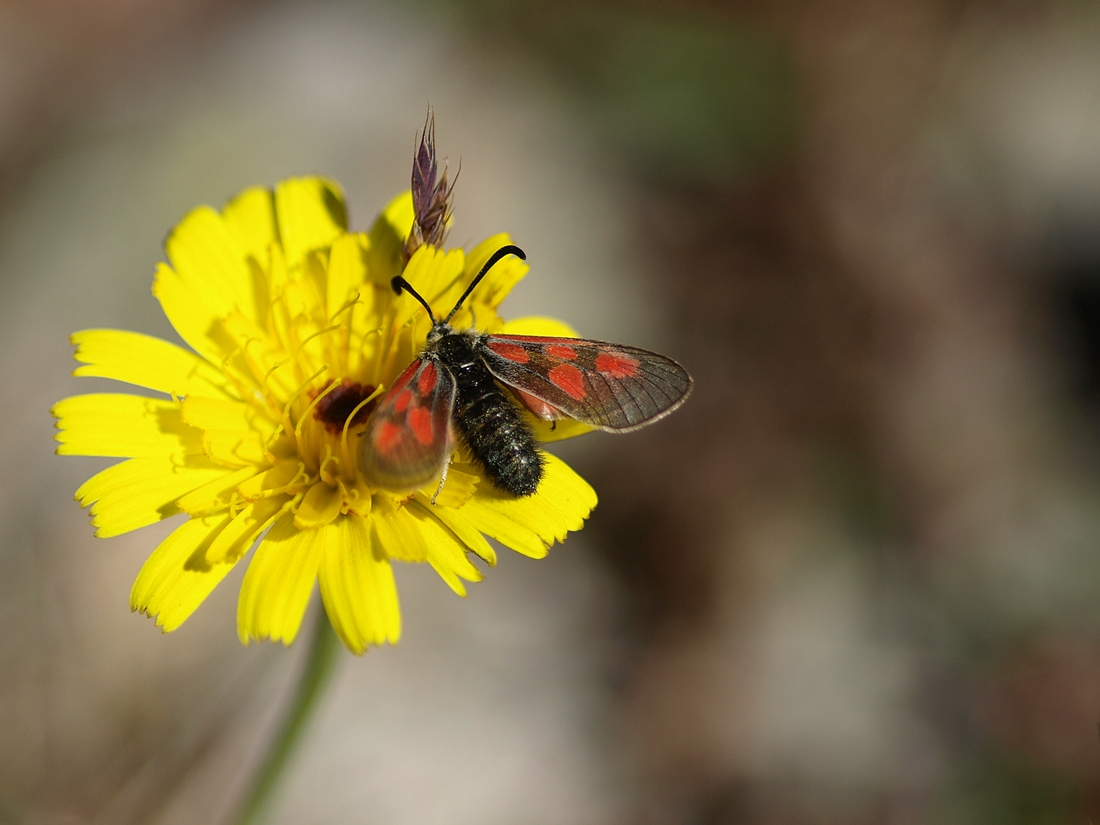 Flora trifft Fauna