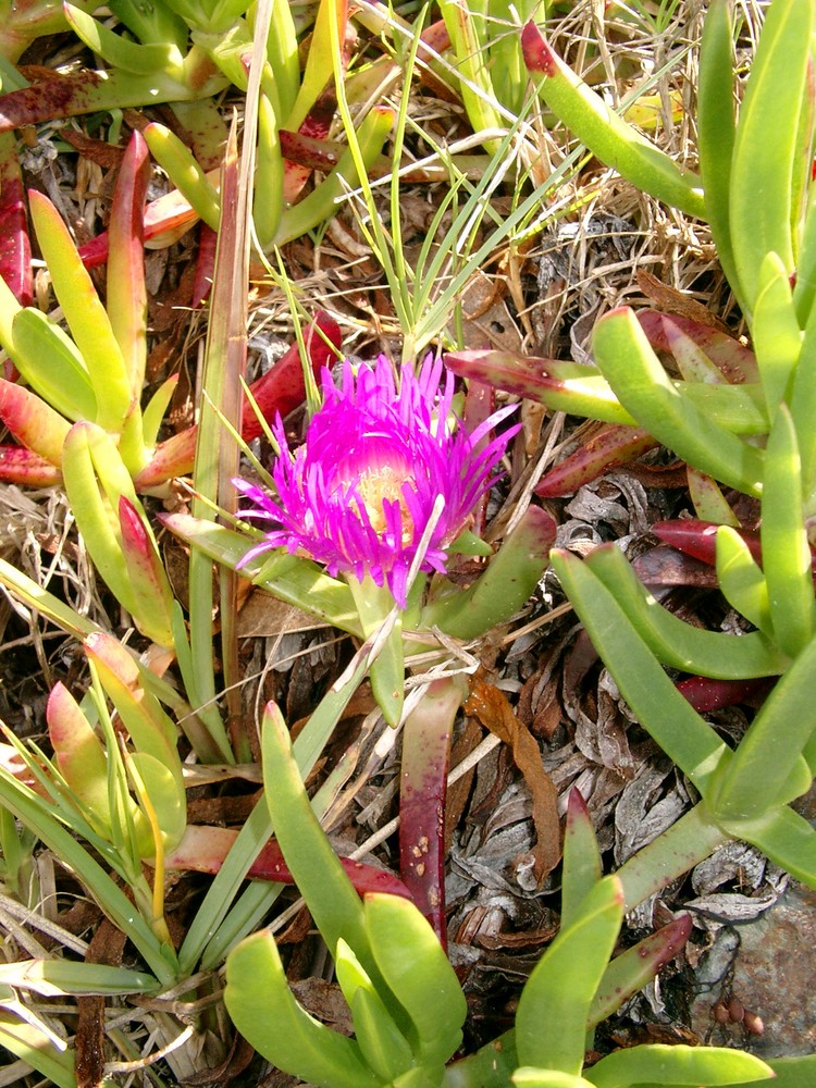 Flora um Auckland