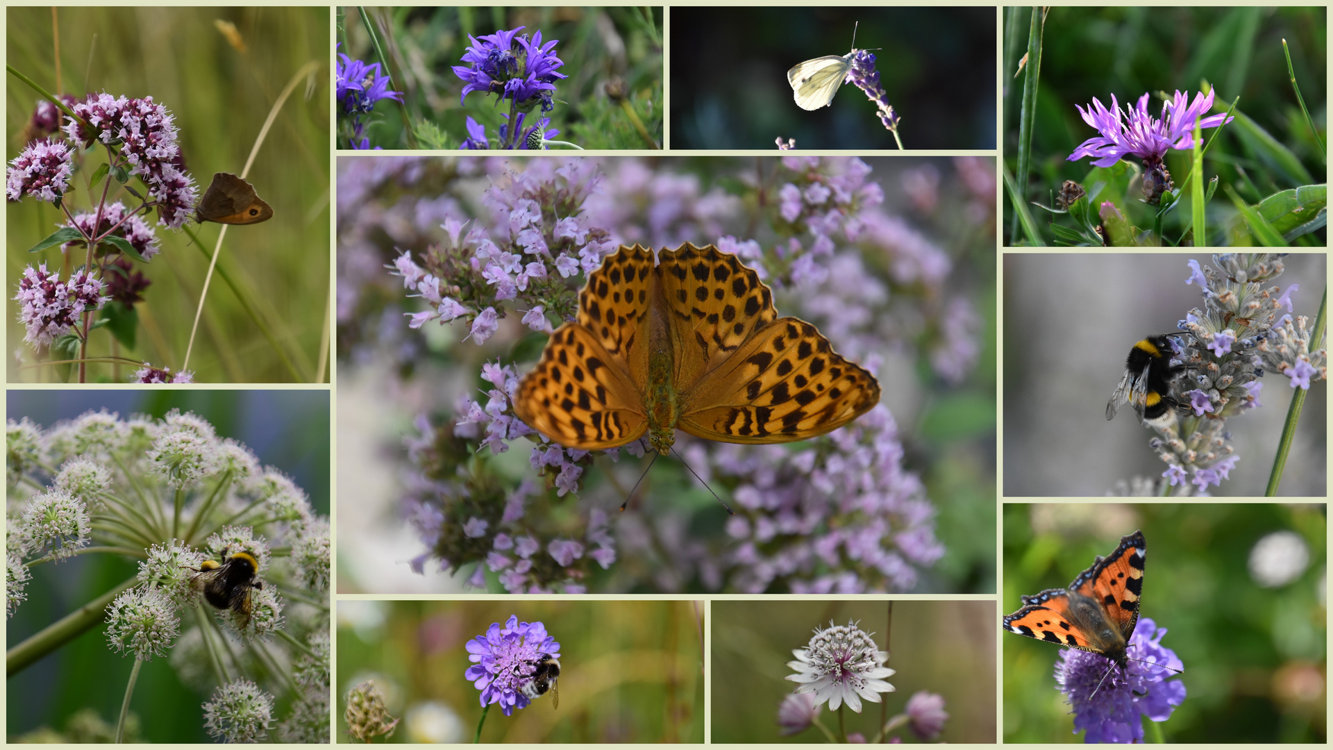 Flora und Fauna Foto & Bild europe, schweiz & liechtenstein