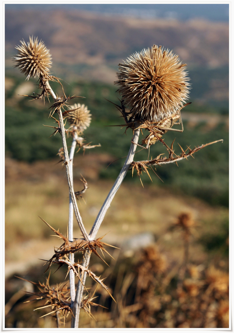 Flora und Fauna