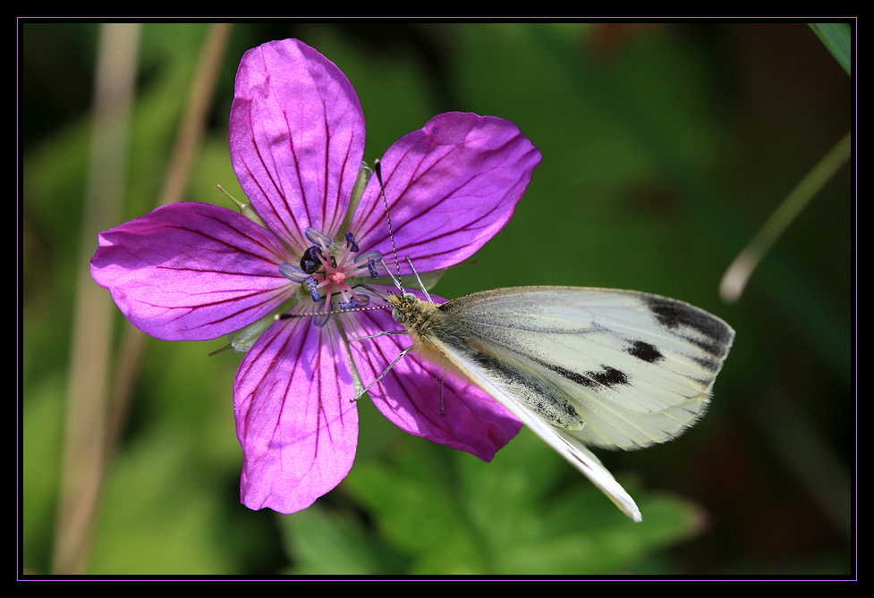 Flora und Fauna