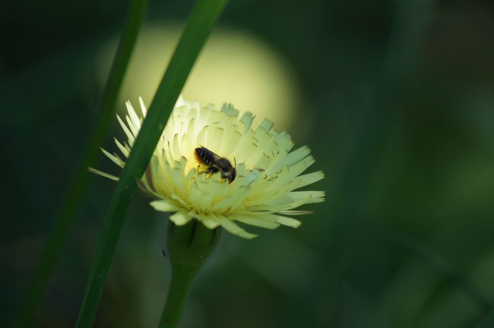 Flora und Fauna