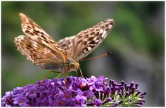 Flora und Fauna am Wegesrand