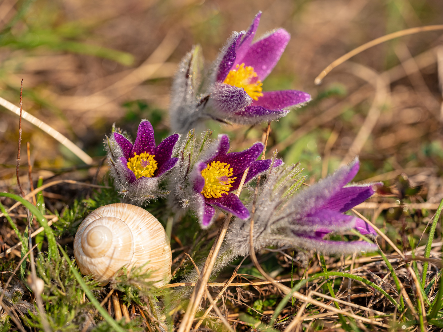Flora und Fauna Foto & Bild deutschland, europe, stillleben Bilder auf Flora und Fauna Foto & Bild deutschland, europe, stillleben Bilder auf