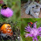 Flora und Fauna, gesehen auf dem Rundweg um den Kopsstausee