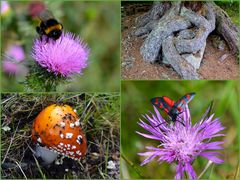 Flora und Fauna, gesehen auf dem Rundweg um den Kopsstausee