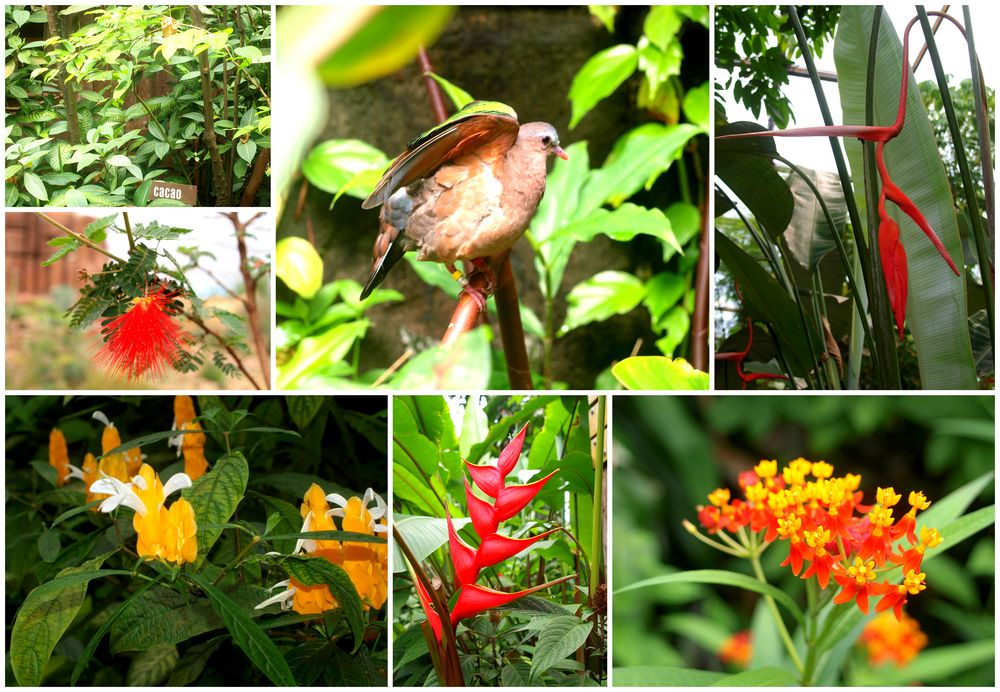 Flora und Fauna im Burger's Zoo in Arnheim