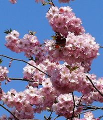 Flora und Fauna im Frühling