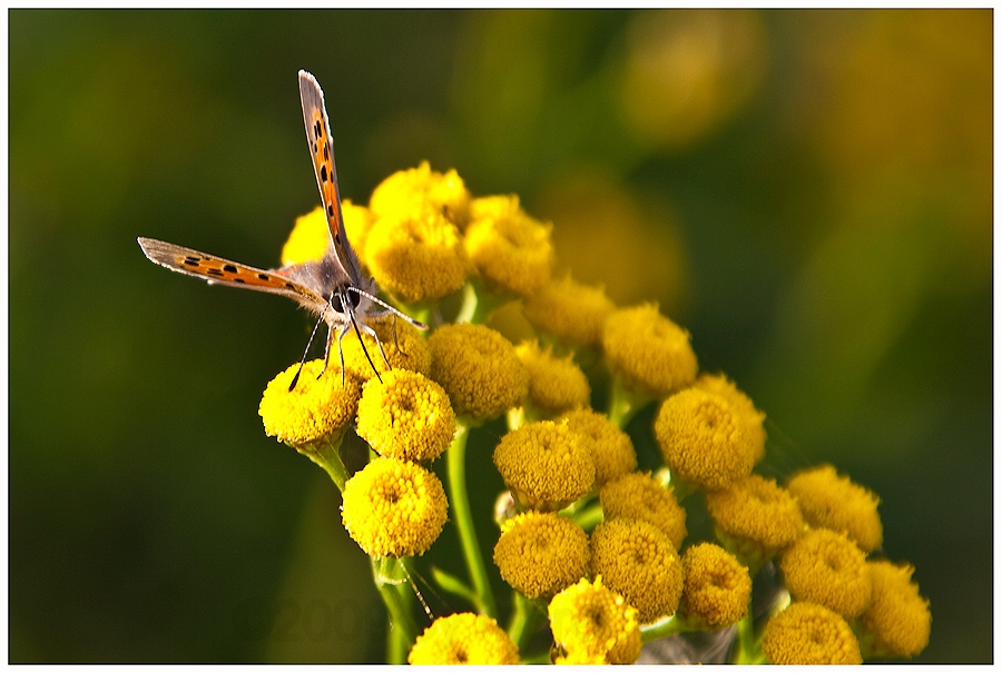 Flora und Fauna im Teufelsmoor, oder ...