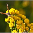 Flora und Fauna im Teufelsmoor, oder ...