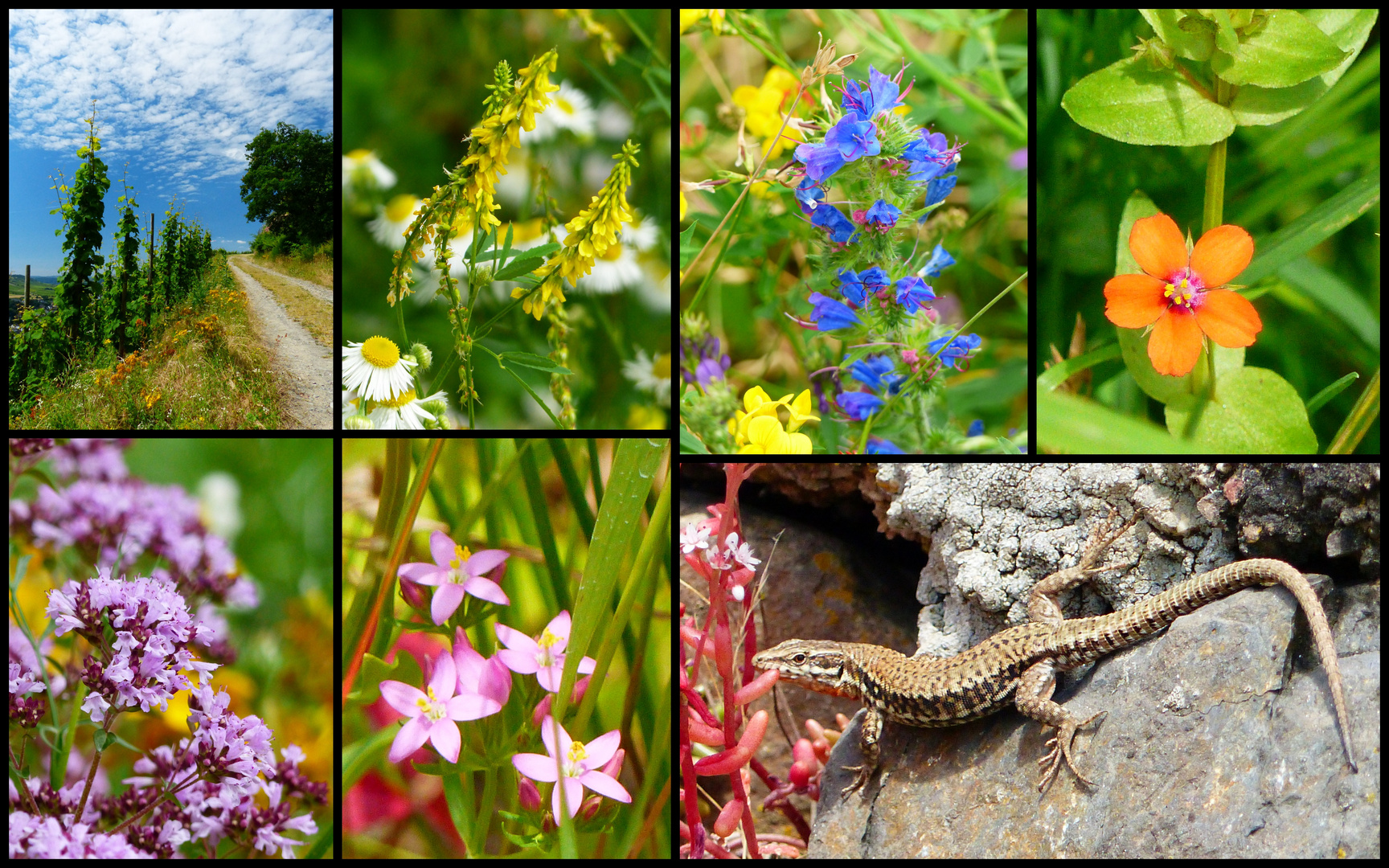 Flora und Fauna im Weinberg