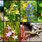 Flora und Fauna im Weinberg