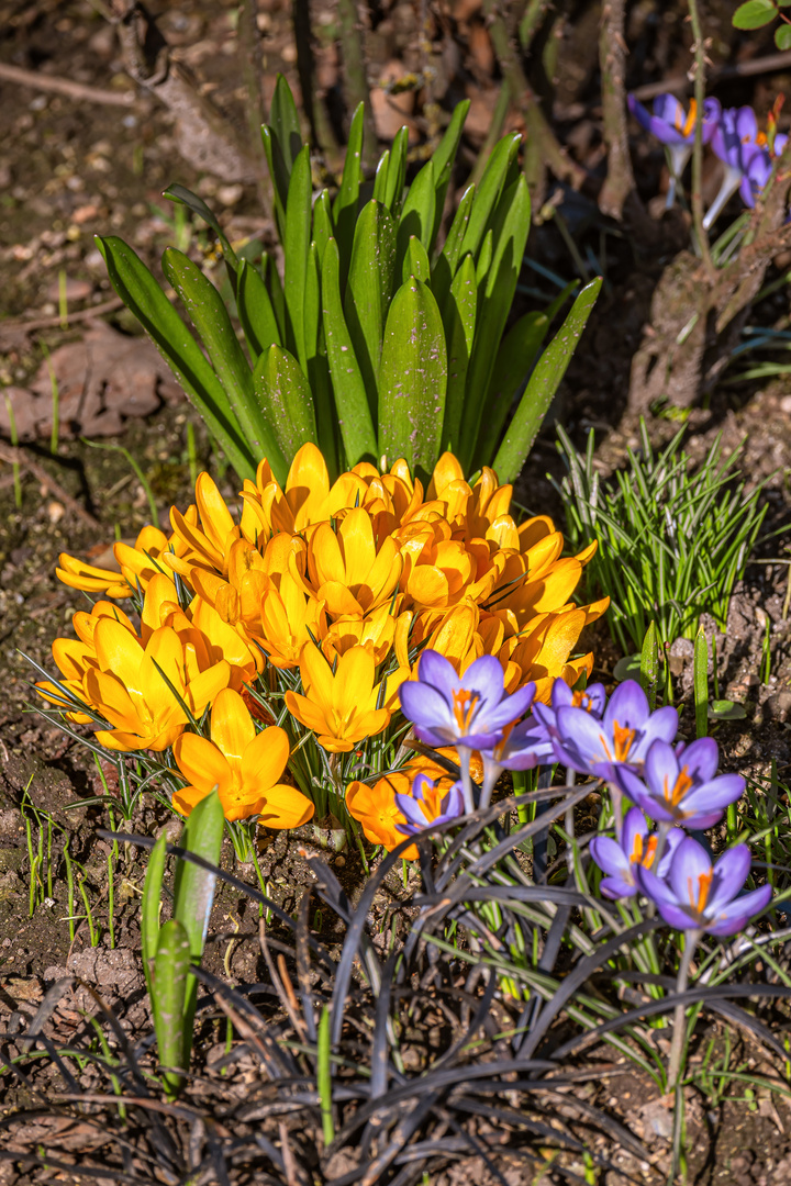 FLORA : VERSCHIEDENE KROKUSSE 