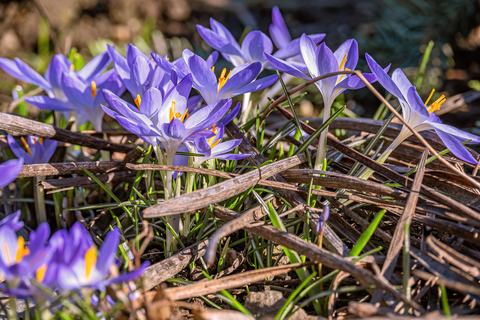 FLORA : VERSCHIEDENE KROKUSSE 