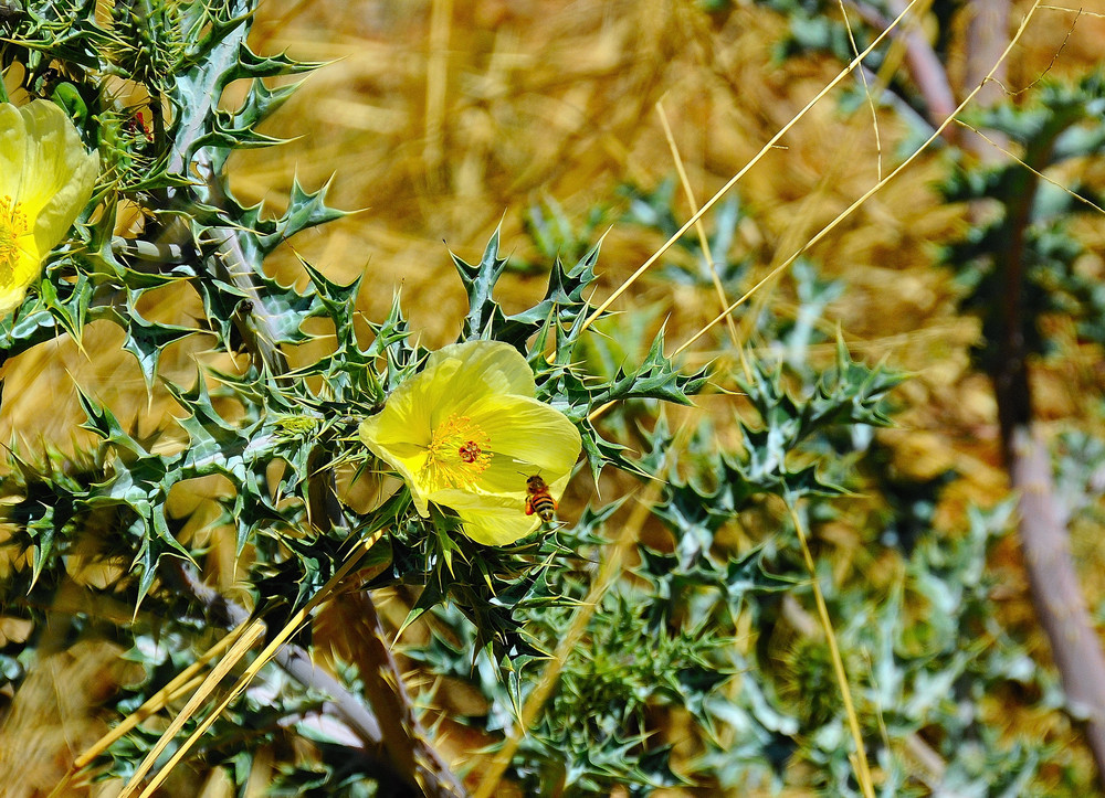 Florabeja