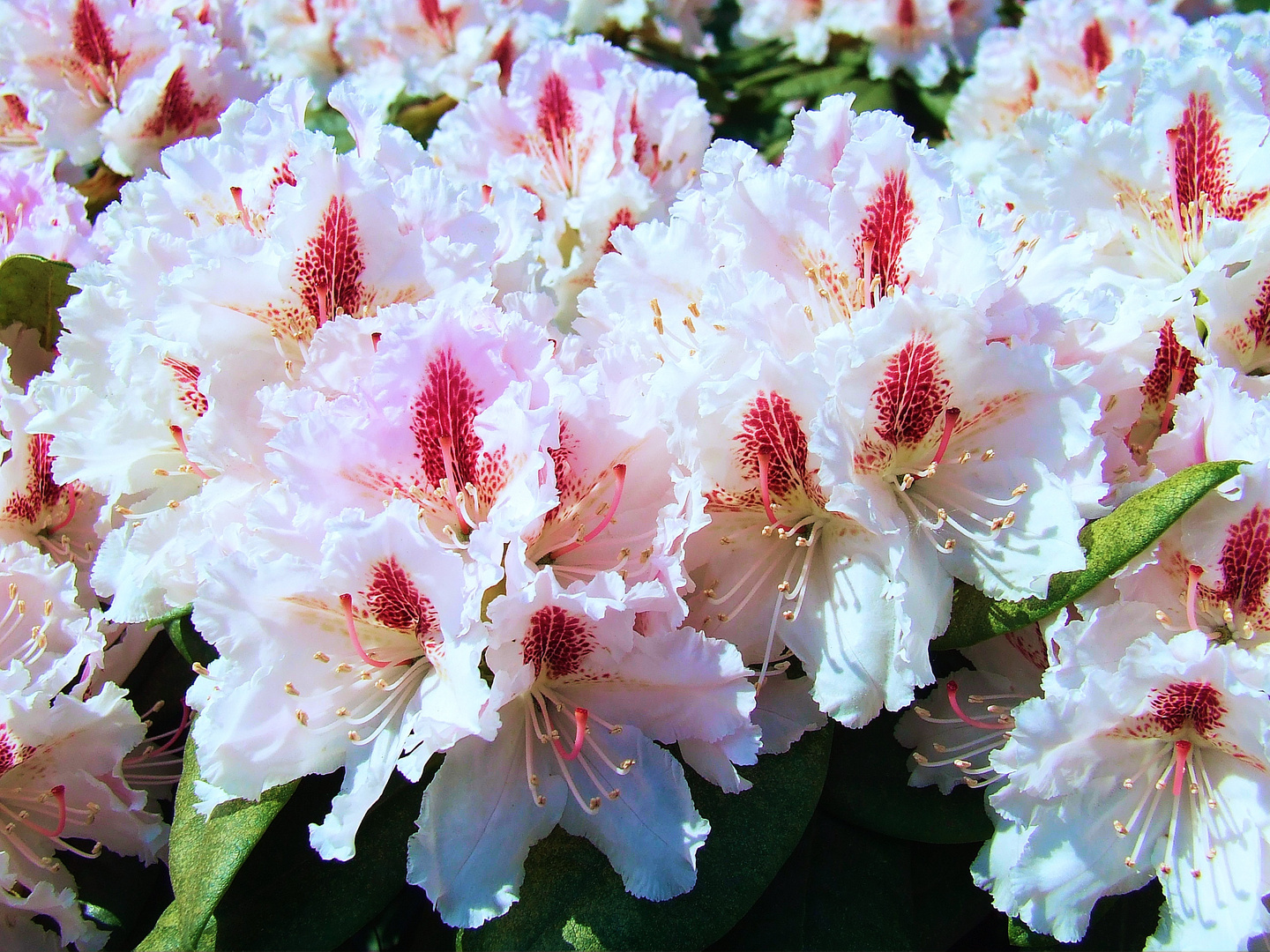 Florabesuch in münster