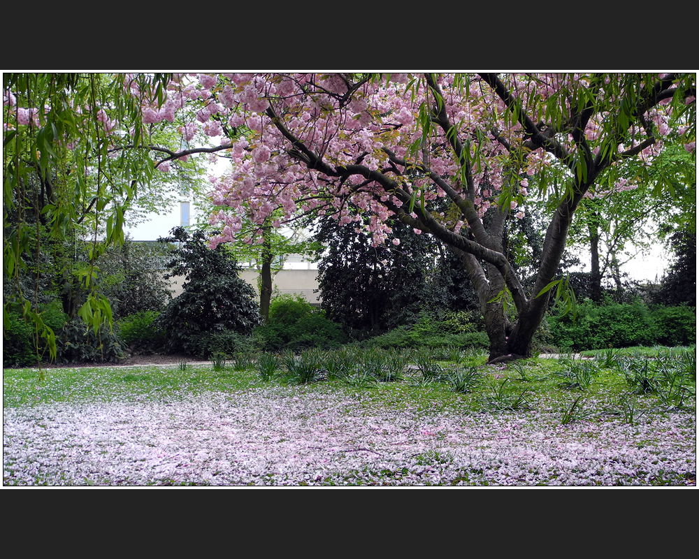 Florablüten