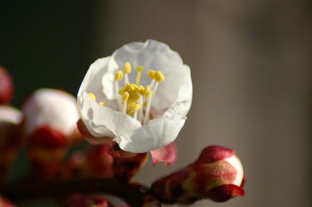 Floració