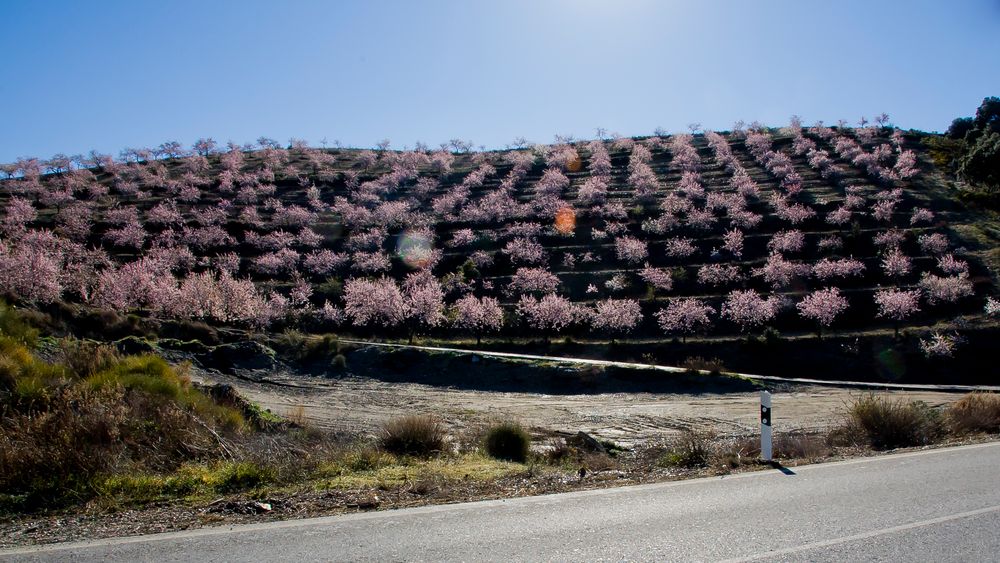 Floración