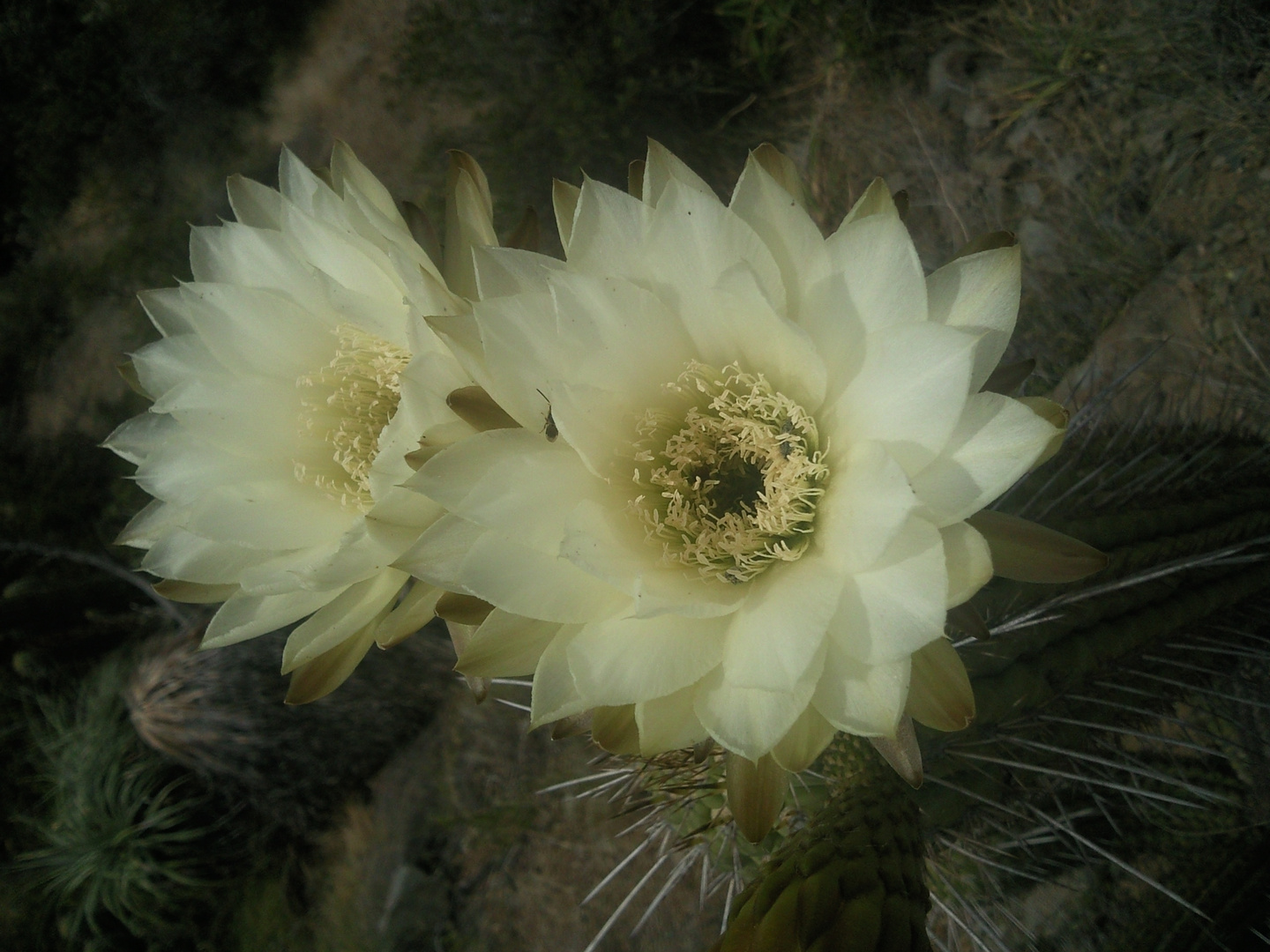 Floracion de cactus en Chile