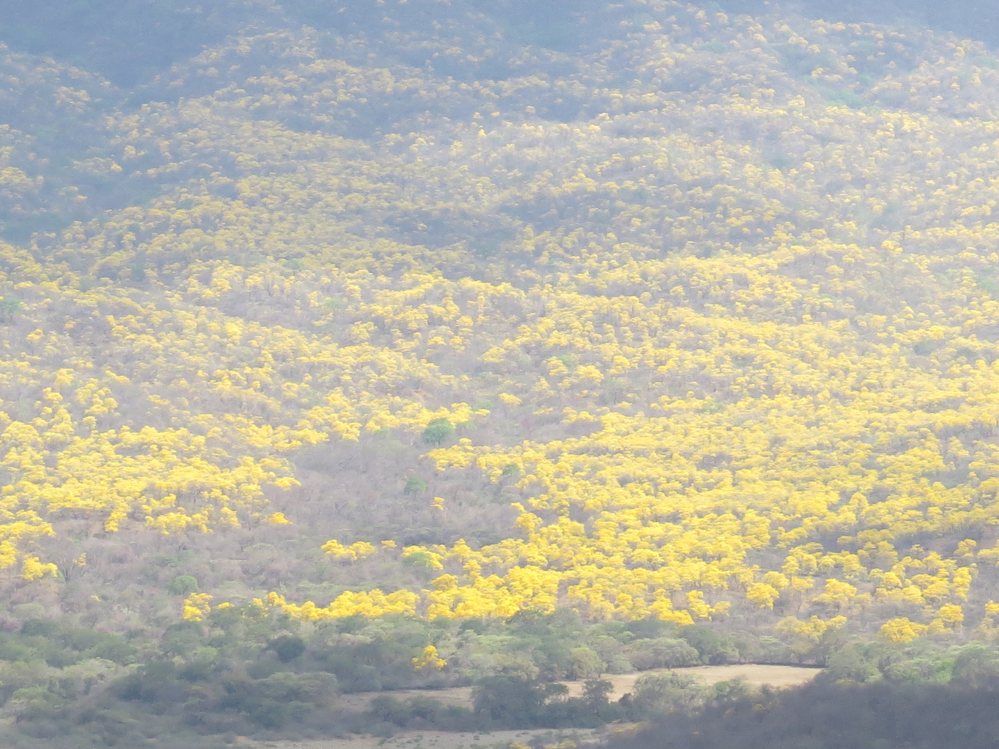 Floracion de Guayacan