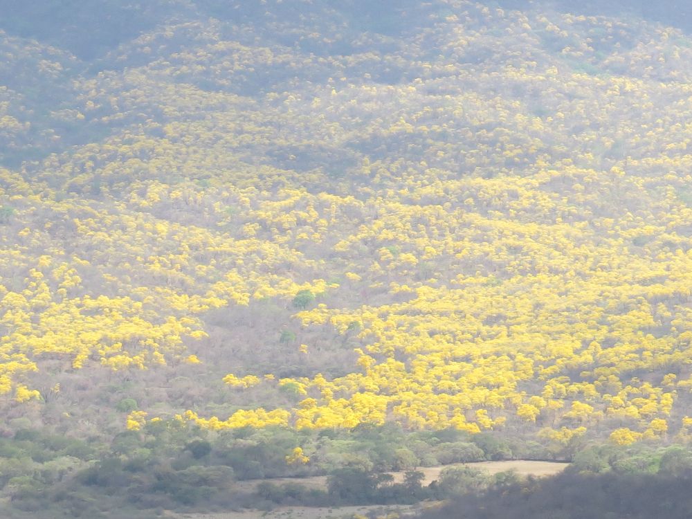 Floracion de Guayacan